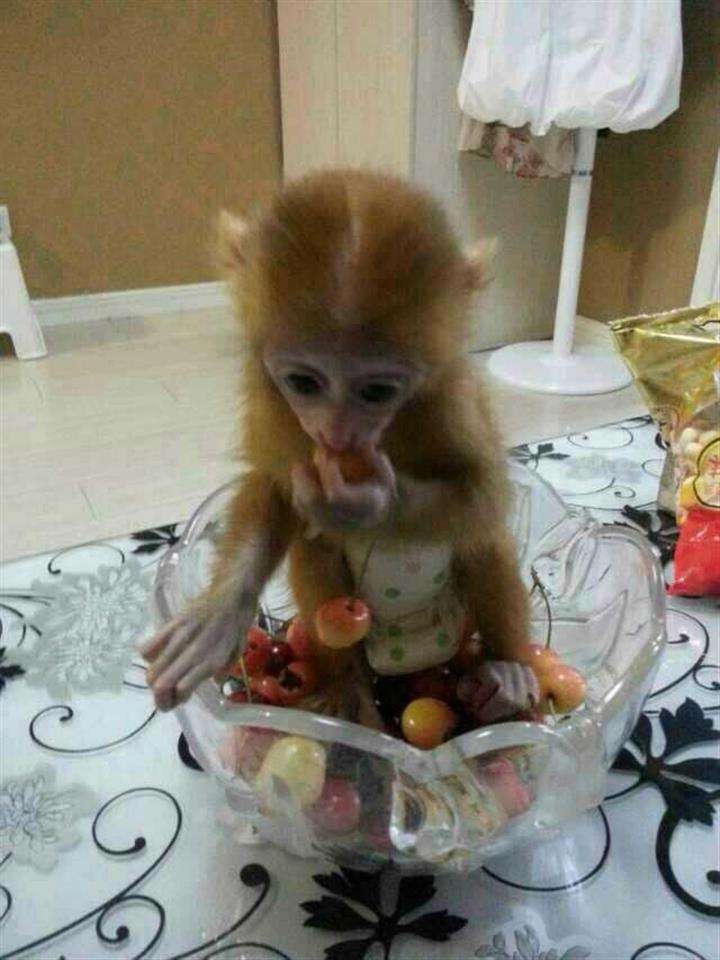 做个假的二胎准生证多少钱